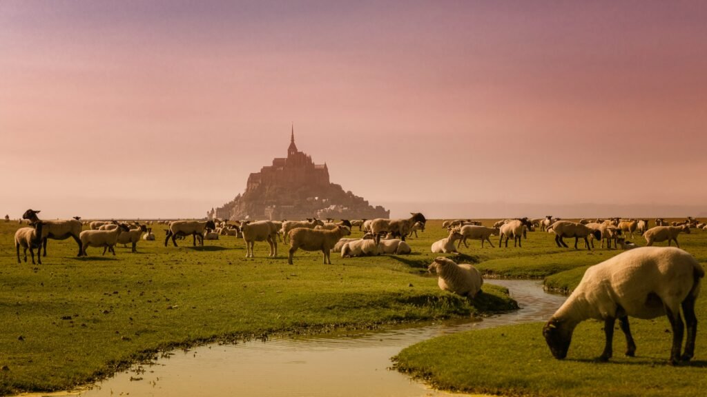 Corderos pastando en los alteredores del Mont-Saint-Michel