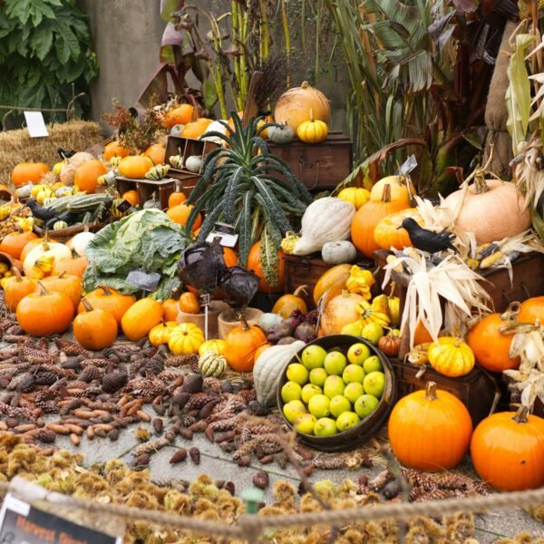 Tradiciones de Europa - Festival de la cosecha en Dublin