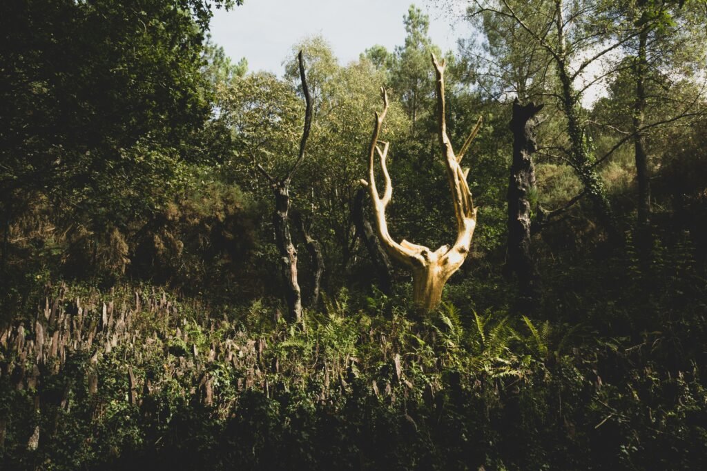 Bosque de Brocéliande, en Paimpont, la Bretaña francesa