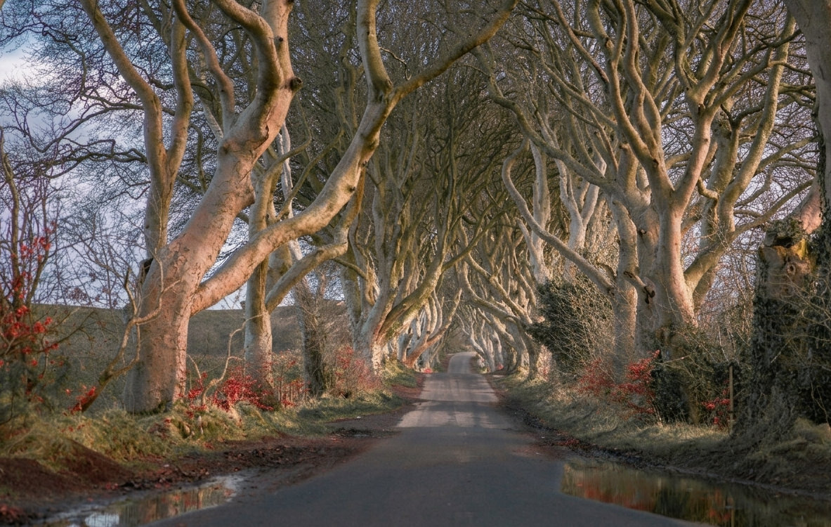 The Dark Hedges (Hayas Oscuras)