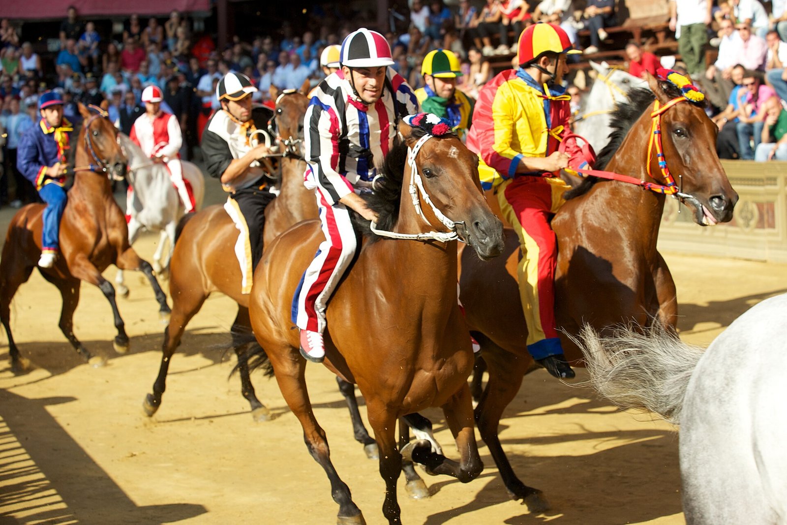 Caballos de las contrade del Istrice y la Chiocciola durante el Palio de Siena