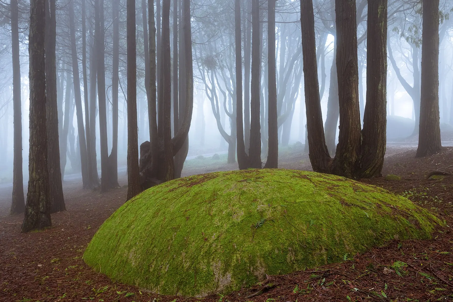 Gran roca cubierta de musgo entre árboles envueltos en niebla en el bosque de Peninha, en Sintra.